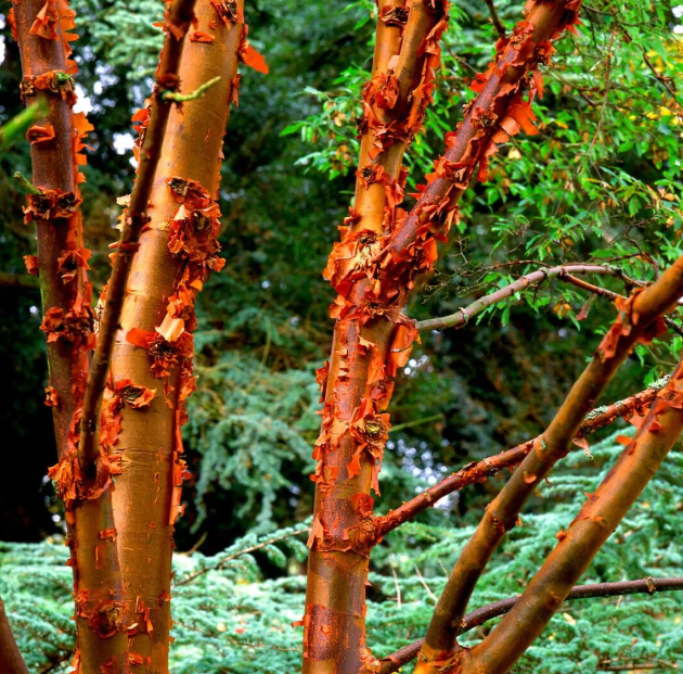 Acer griseum - Paperbark Maple