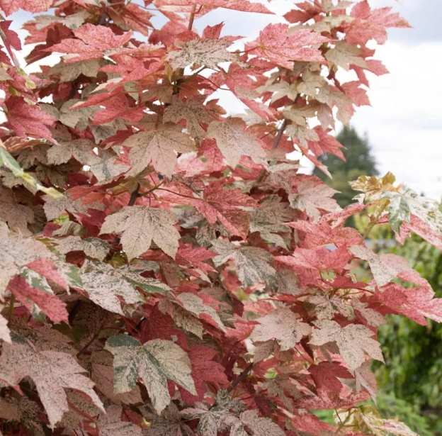 Acer pseudoplatanus Esk Sunset - Sycamore Tree