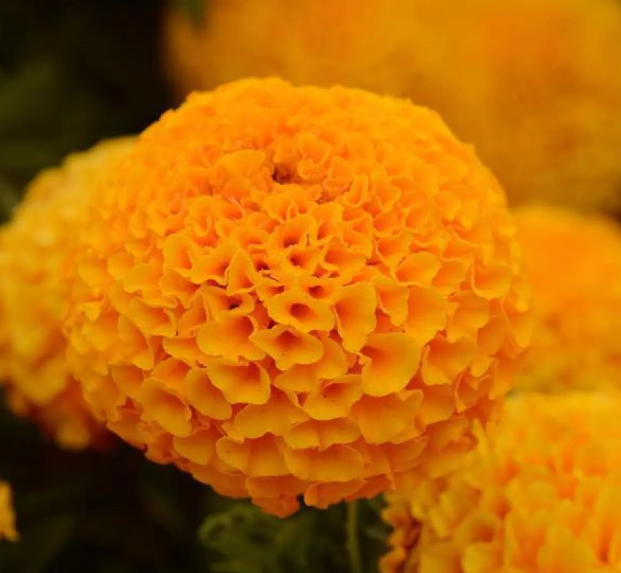 African Marigold - Taishan Orange