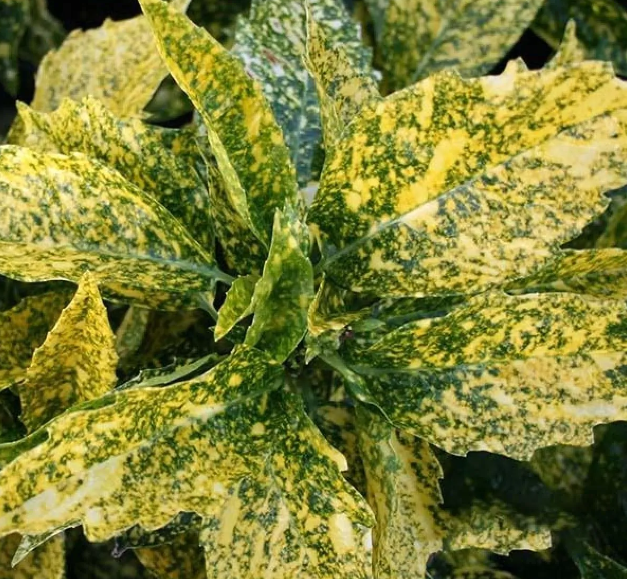 Aucuba japonica Golden King - Evergreen Japanese Spotted Laurel