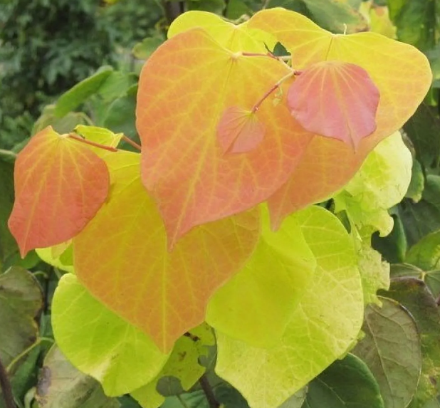 Cercis canadensis Hearts of Gold