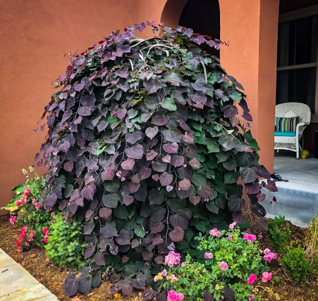 Cercis canadensis Ruby Falls - Weeping Redbud Judus Tree