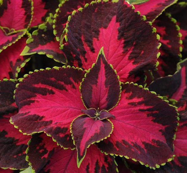 Coleus Kong Chocolate Cherry - Fantastic Foliage