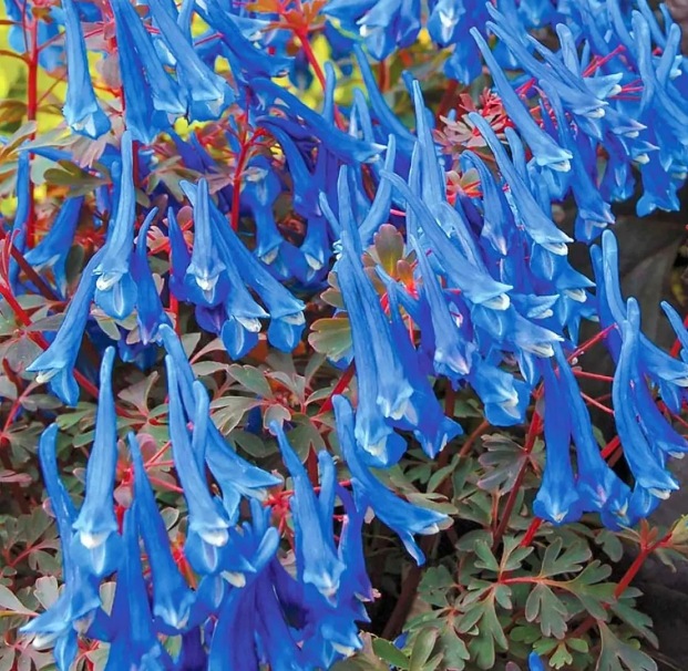 Corydalis flexuosa 'Blue Heron'