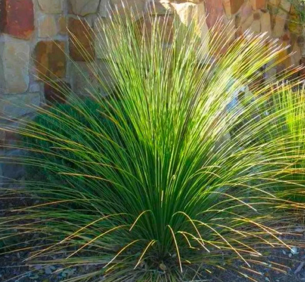 Dasylirion longissimum - Mexican Grass Tree