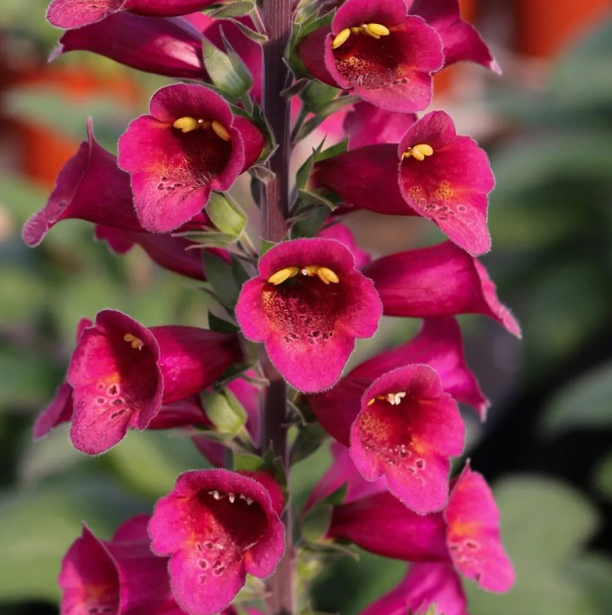 Digitalis Foxglove - Plum Gold