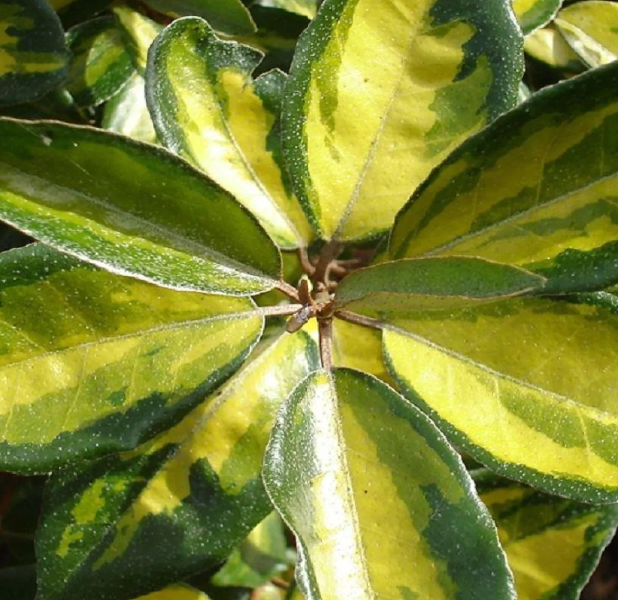 Elaeagnus x ebbingei Limelight - Oleaster