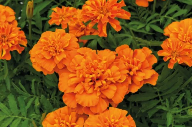 French Marigold - Super Hero Orange