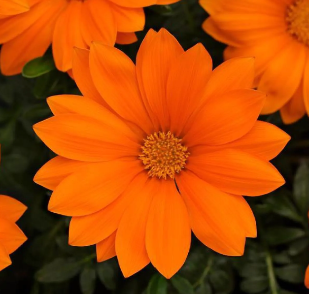 Gazania Orange - Sun Daisy