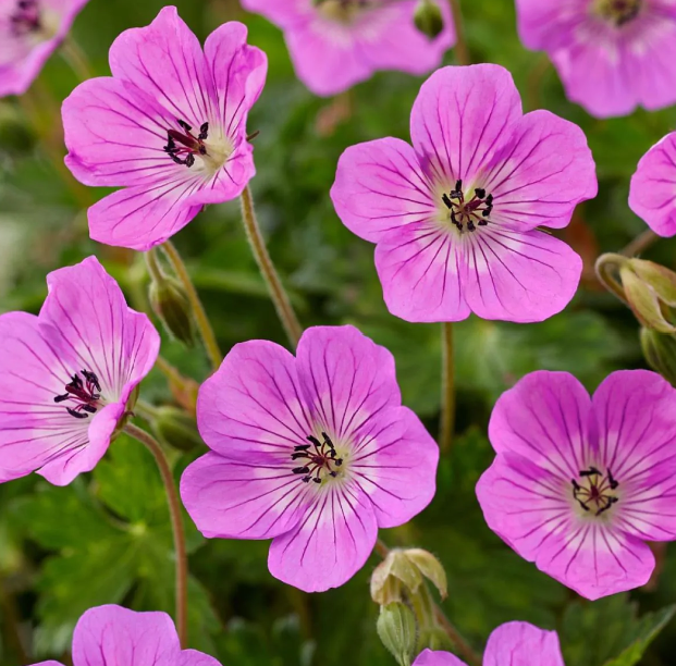 Geranium Kelly Anne