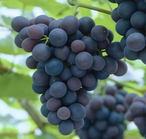 Grape Vine - Vitis Boskoop Glory - Blue Grape