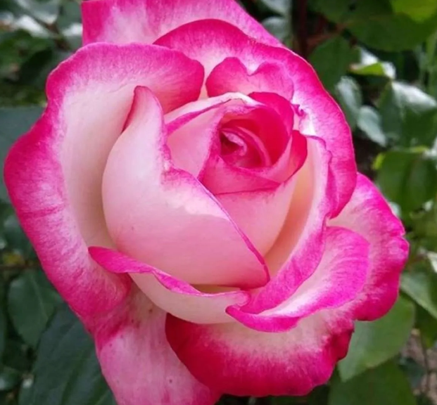 Large Hot Pink Standard Rose Tree 'Gaujard'