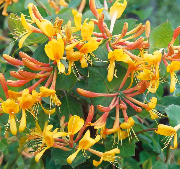 Large Lonicera x tellmanniana - Honeysuckle