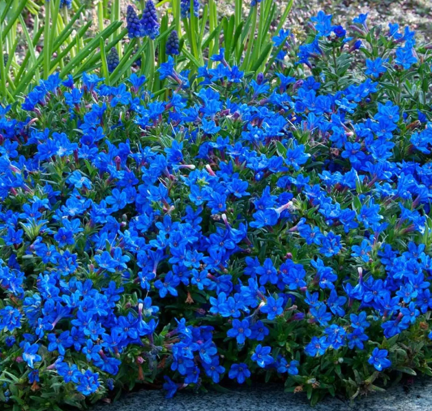 Lithodora diffusa Grace Ward - Heavenly Blue