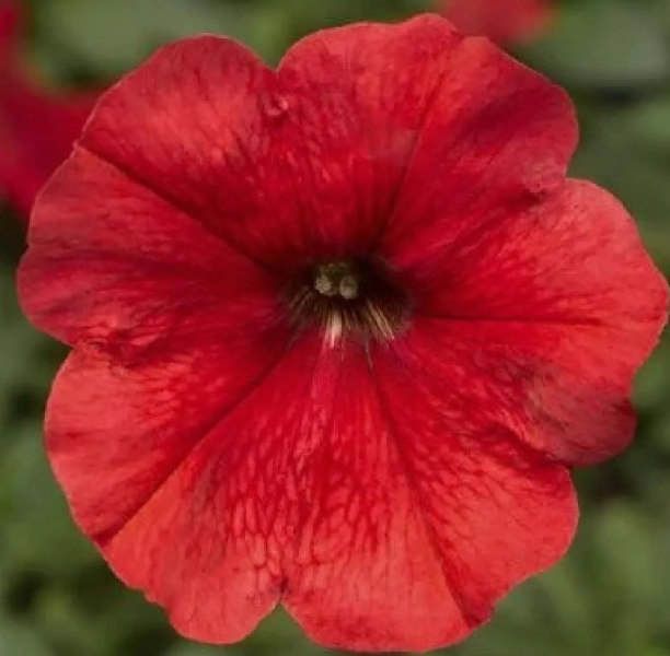 Petunia Red