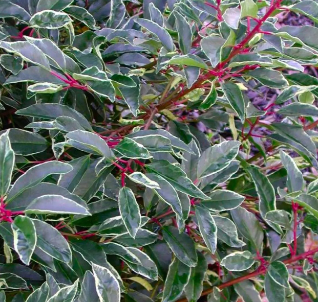 Prunus lusitanica 'Variegata' - Portuguese Laurel