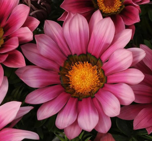 Gazania Pink - Sun Daisy