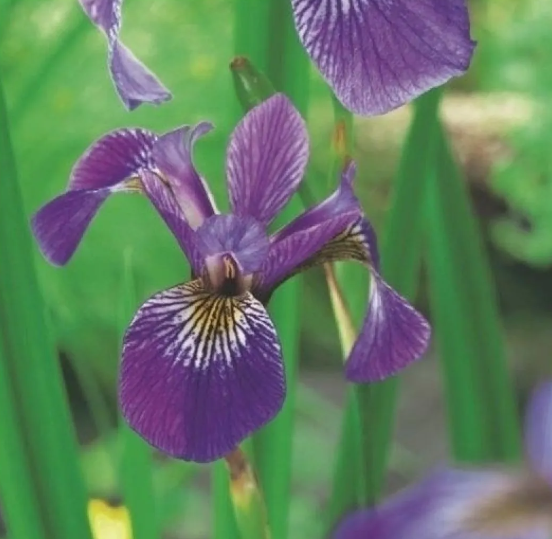 Iris versicolor - Northern Blue Flag