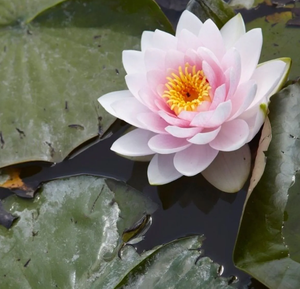 Nymphaea 'M'd Wilfron Gonnere' - Water lily