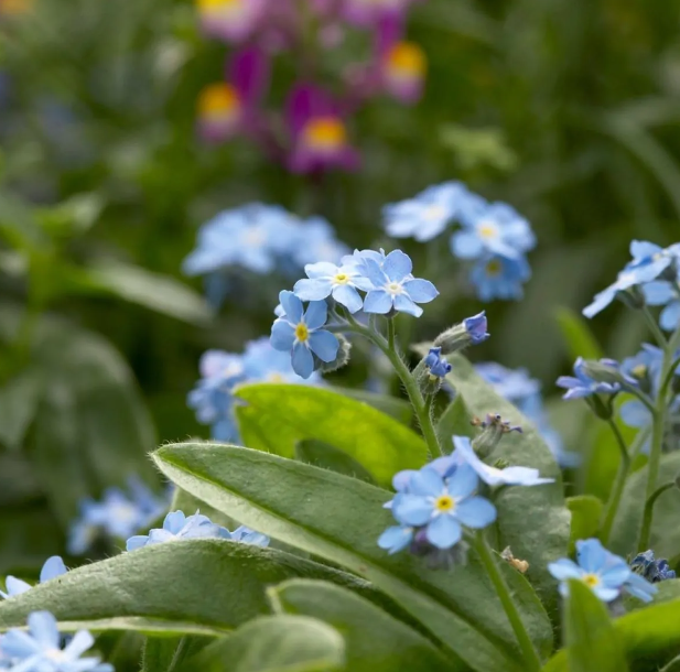 Myosotis palustris - Water Forget-Me-Not