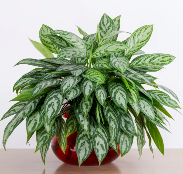 Aglaonema Maria