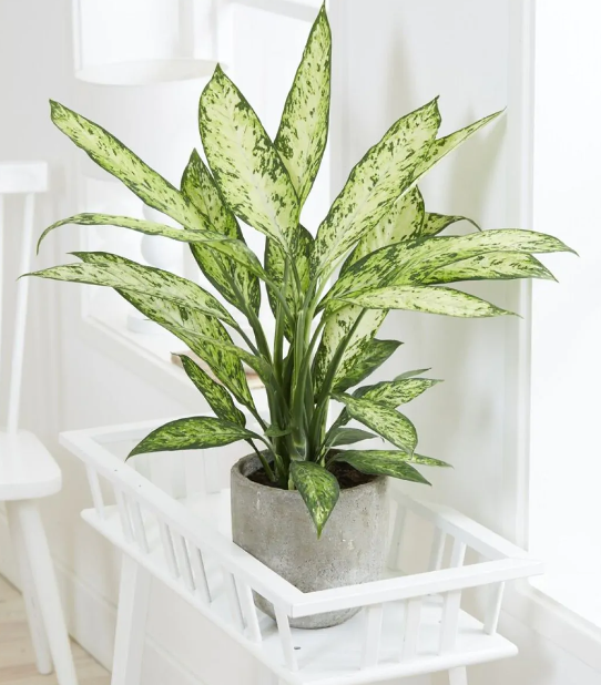 Dieffenbachia Vesuvius