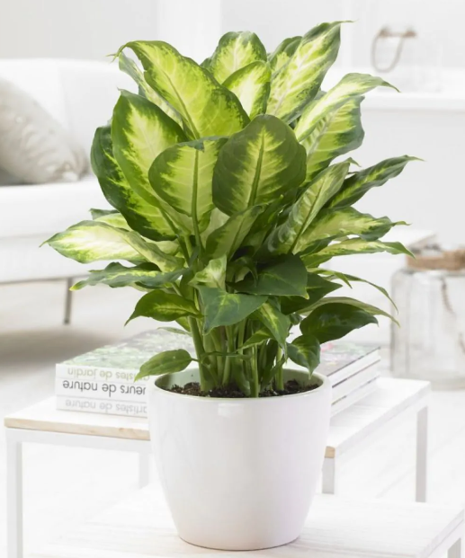 Dieffenbachia 'Compacta' - Foliage House Plant with White Display Pot