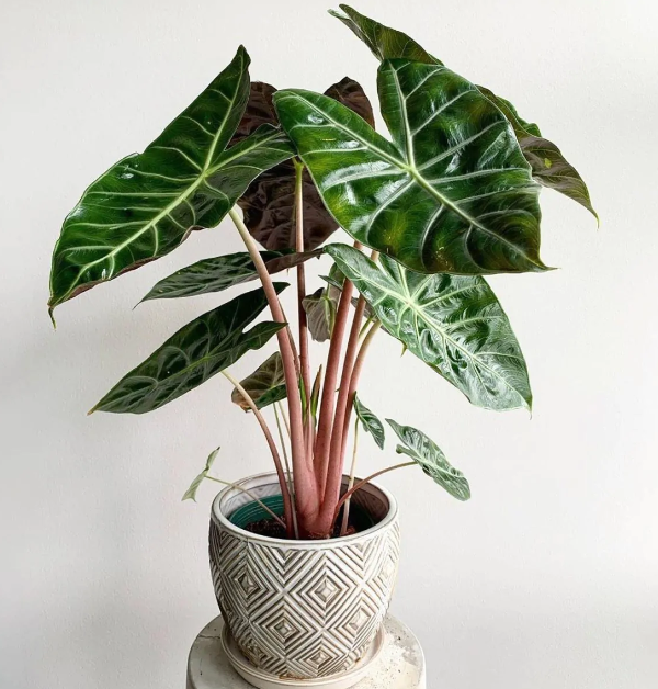 Alocasia Pink Dragon - Elephant Ear