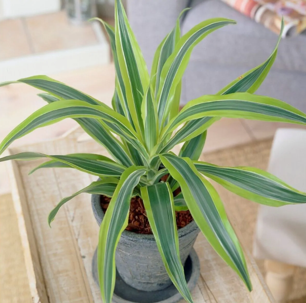 Dracaena Lemon Lime