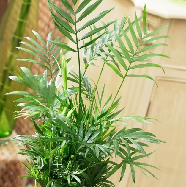 Chamaedorea elegans - Parlour Palm