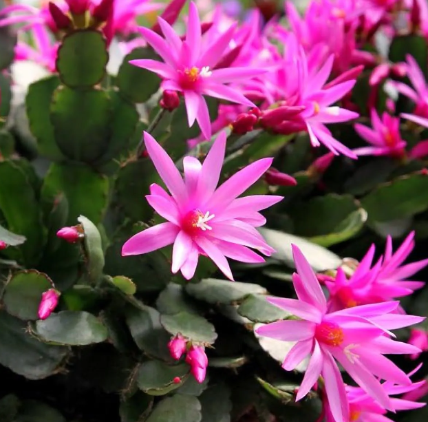 Flowering Spring Cactus 'Rhipsalidopsis'