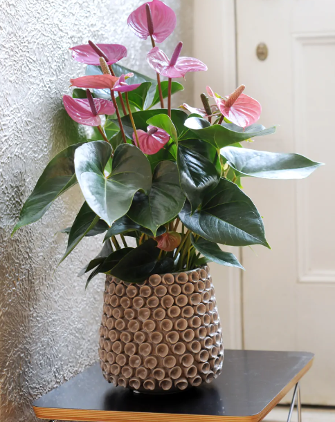 Anthurium Andreanum - Flamingo Flower - Purple