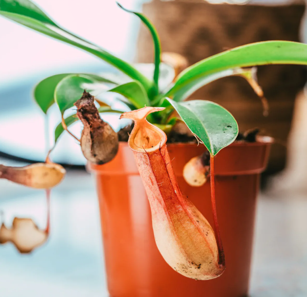 Nepanthes alata - Monkey Jars - Pitcher Plant