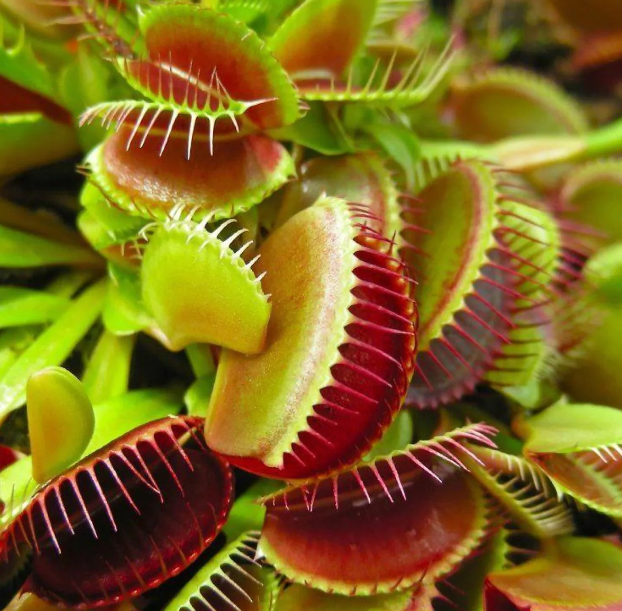 Venus Fly Trap - Dionaea Muscipula 'Snapper'