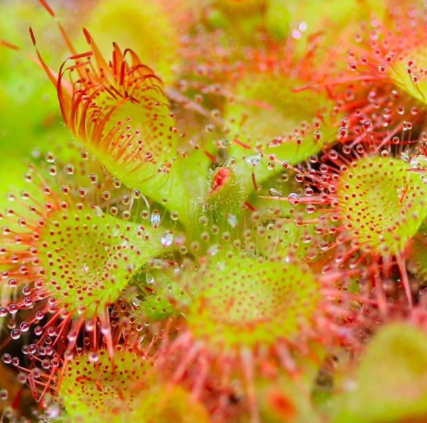 Sundew Fly Trap Plant - Drosera