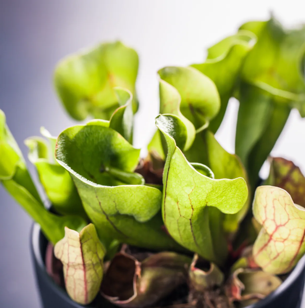 Purple Pitcher Plant - Sarracenia purpurea Venosa