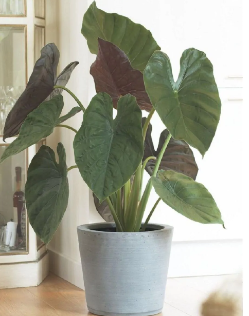 Alocasia wentii - Giant Elephant Ears