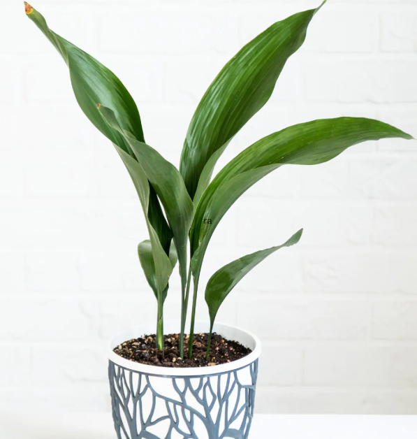 Aspidistra elatior - Cast Iron Plant