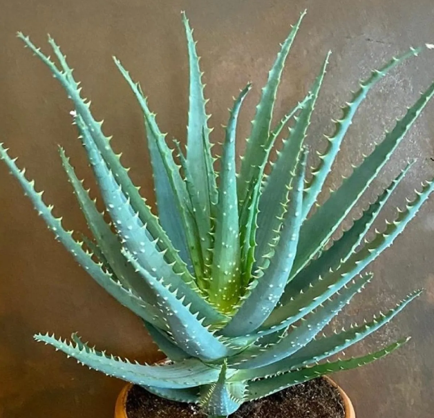 Aloe arborescens - Candelabra Torch Aloe