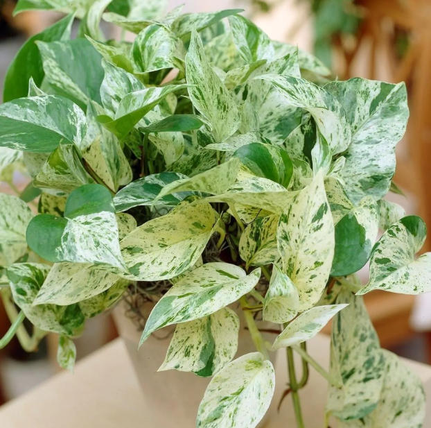 Epipremnum Marble Queen - Pothos