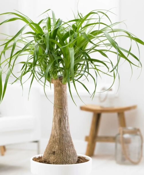 Beaucarnea recurvata - Pony Tail Palm in White Display Pot