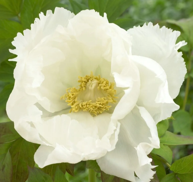 Tree Peony - Paeonia suffruticosa Double White