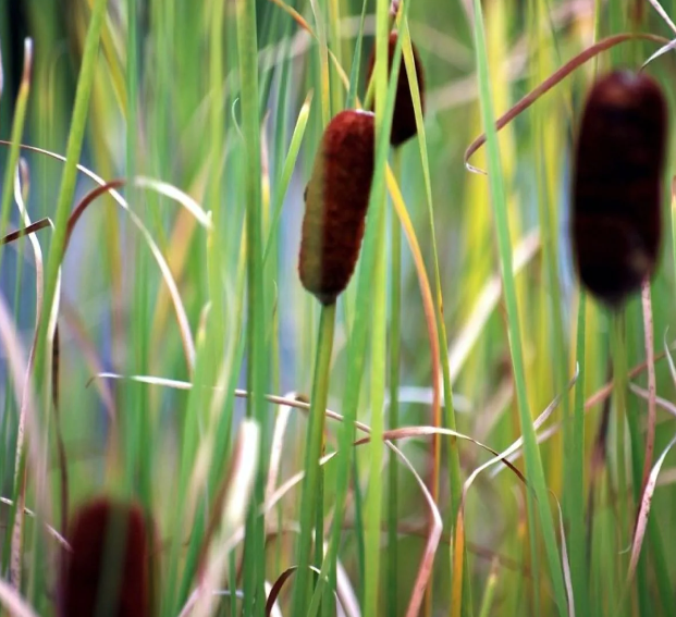 Typha minima - Dwarf Bulrush - Miniature Cattail