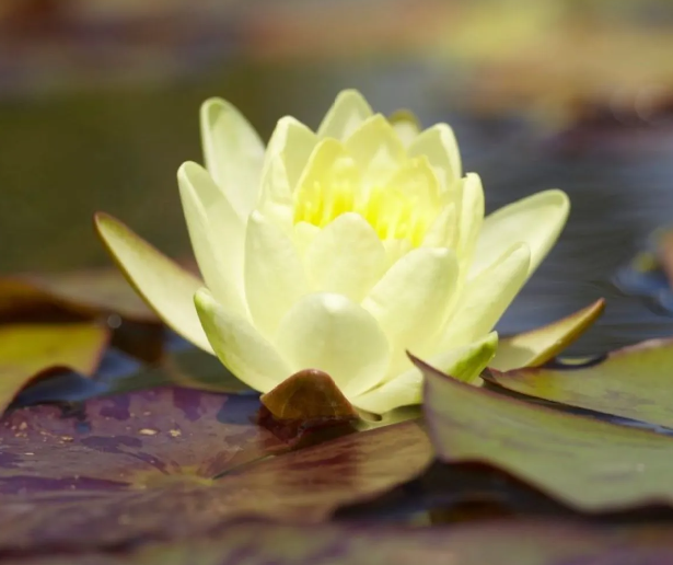 Water Plant - Yellow Water Lily - Nymphaea