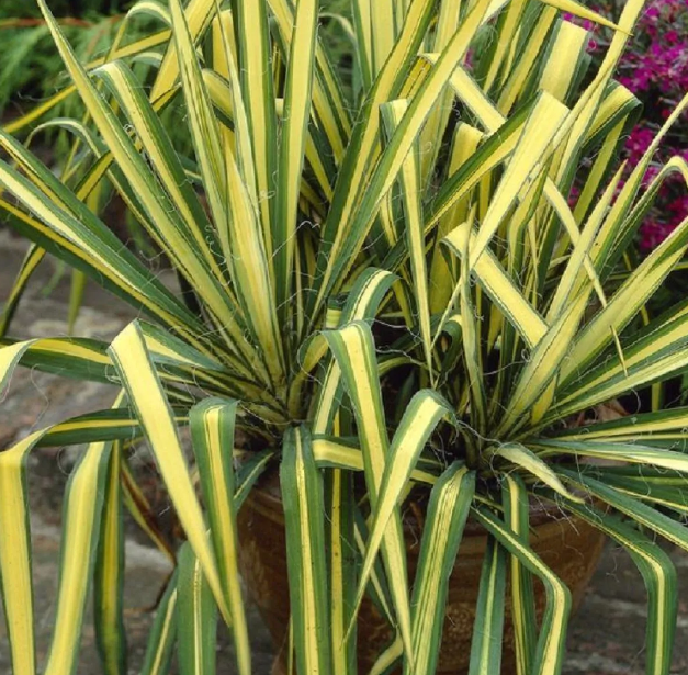 Yucca Colour Guard - Variegated Adams Needle